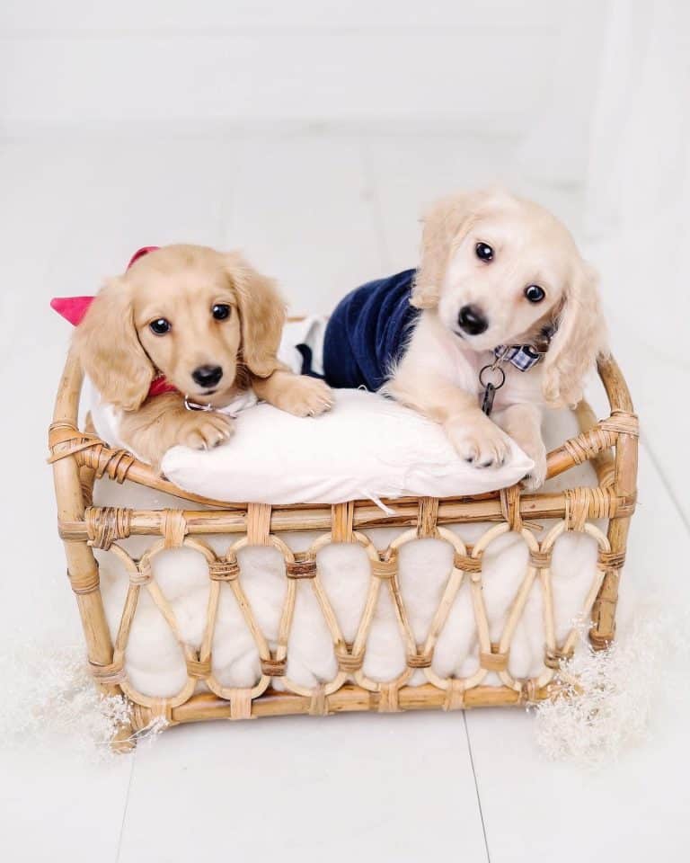 Lucy & Mason live in Pearland, TX