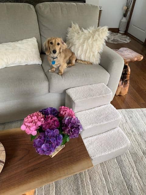 Romeo lives with Figaro in Manahawkin, NJ