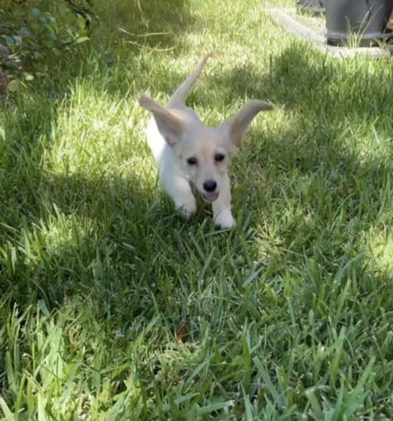 Daysie lives in League City, TX