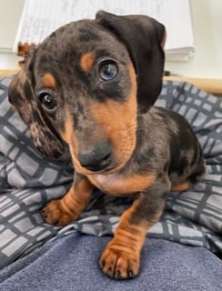 Blue lives in Denver, Colorado
