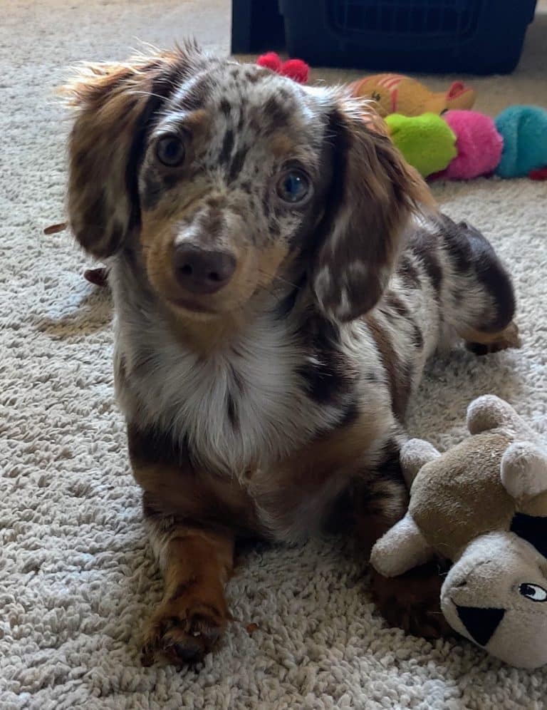 Dolly lives in Richardson, TX
