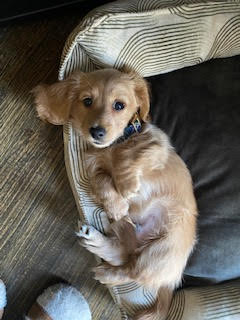 Milo lives in Dallas, TX