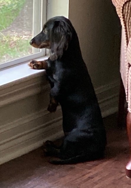 Sadie Belle is on backyard squirrel patrol in Karnack, TX