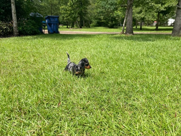 Molly lives in Silsbee, TX