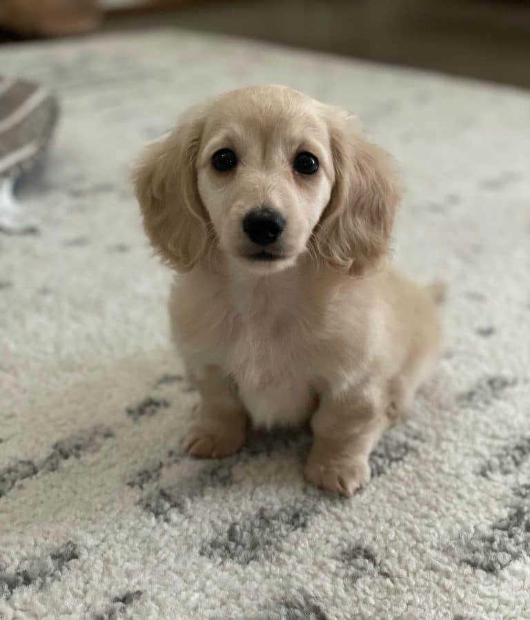 Princess lives in Houston, TX