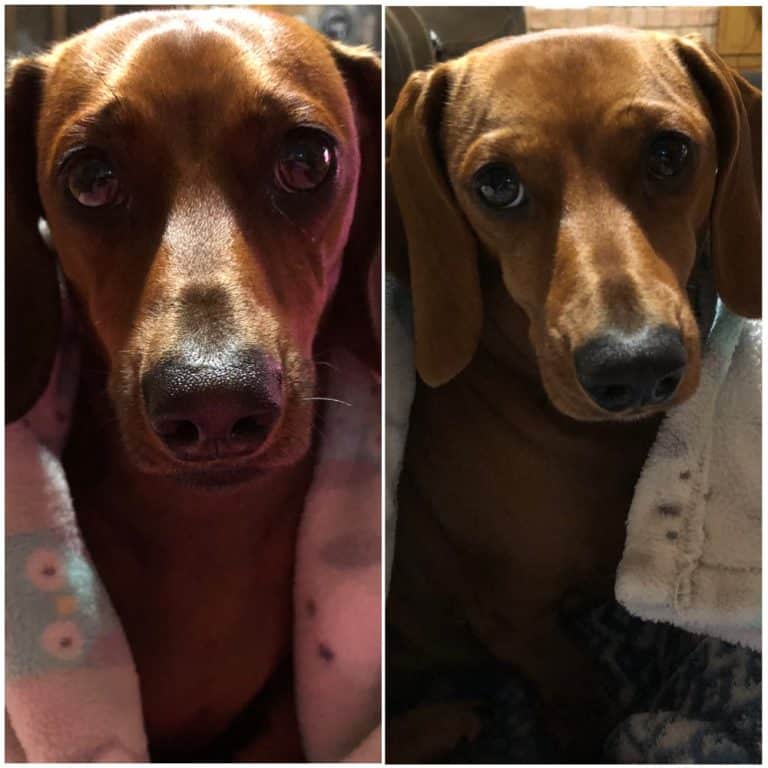 Rambo & Harley live in Flint, TX