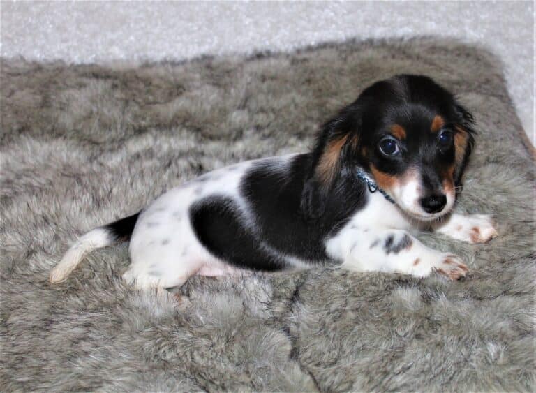 Piebald