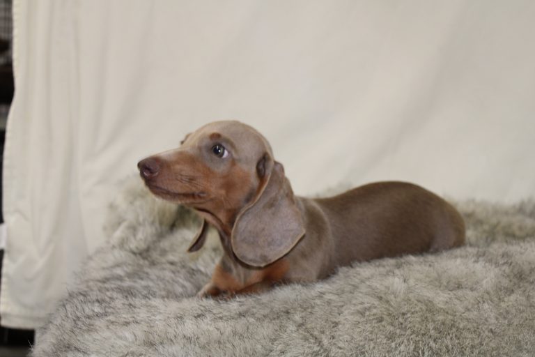 Adopted Isabella 1