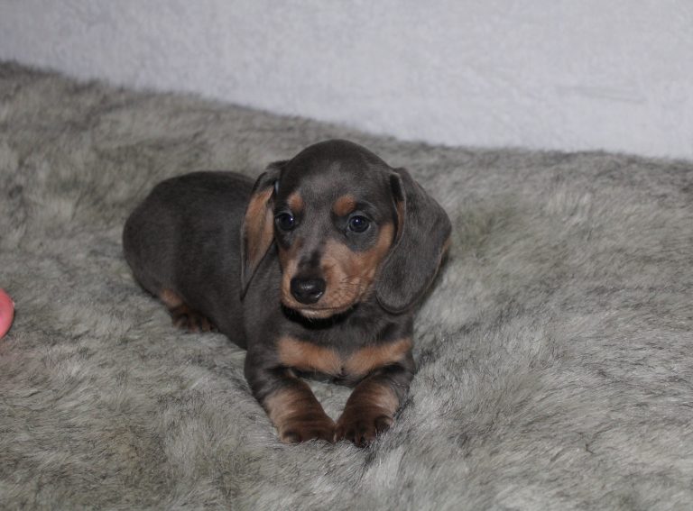 Adopted blue 1
