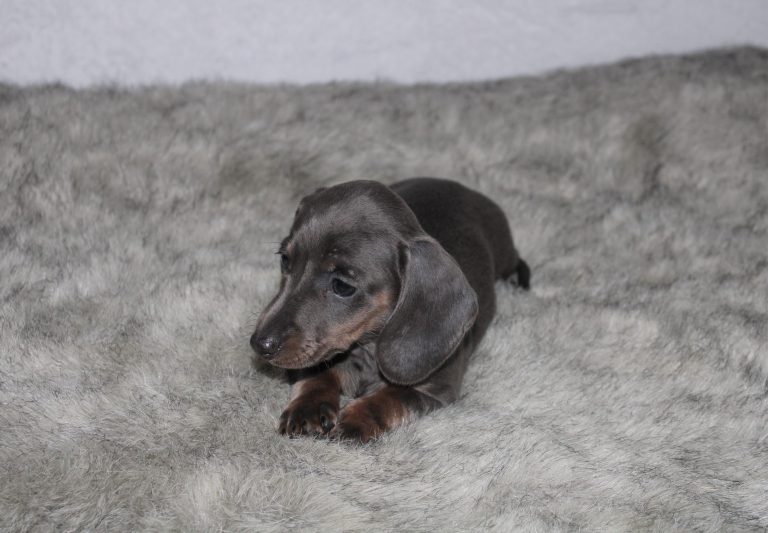 Adopted blue 2