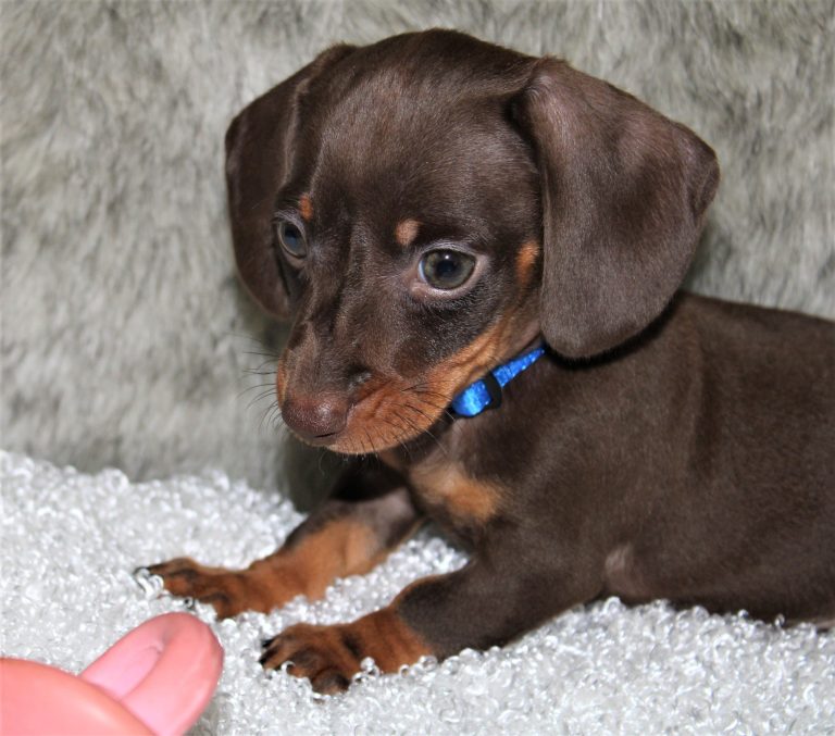 Adopted chocolate 1