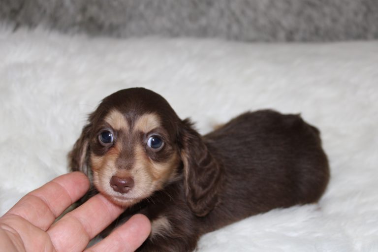 Adopted chocolate and cream 1