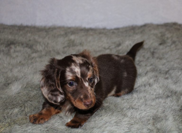Adopted dapple 3