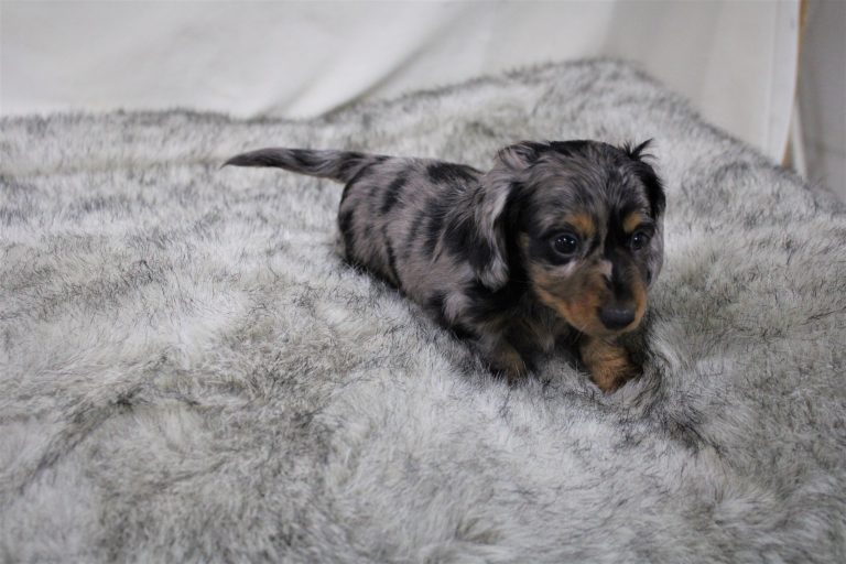 Adopted dapple 4