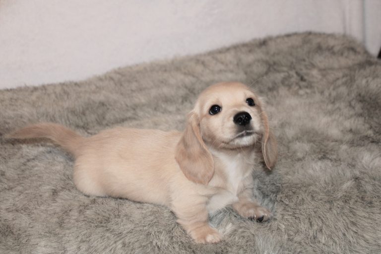Adopted ee cream 2