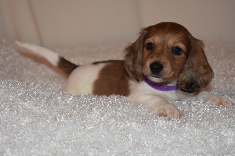 Adopted piebald1