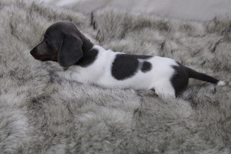 Adopted piebald2