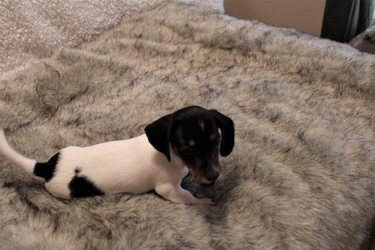 Adopted piebald3