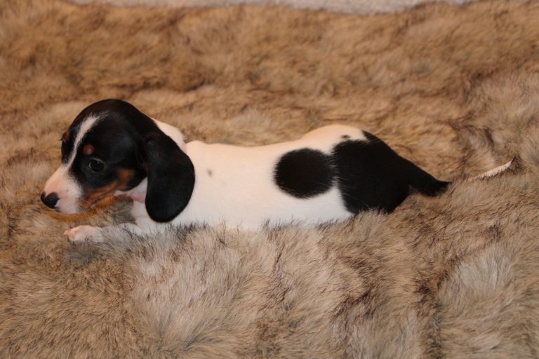 Adopted piebald4