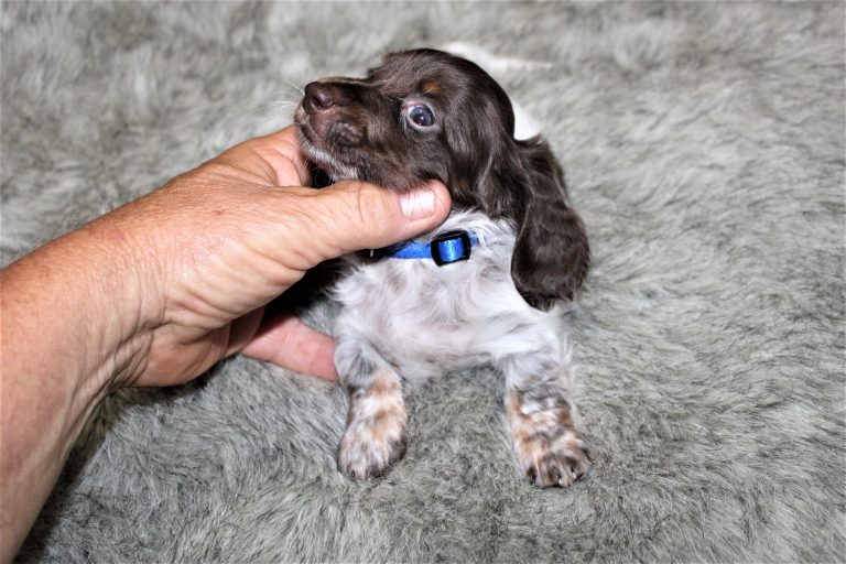 Adopted piebald5