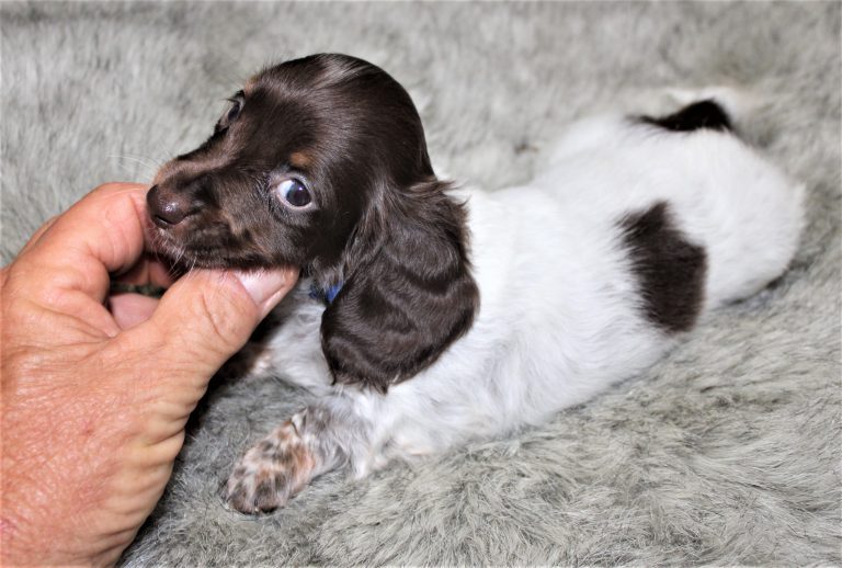 Adopted piebald6
