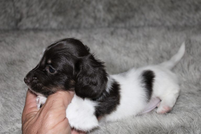 Adopted piebald7