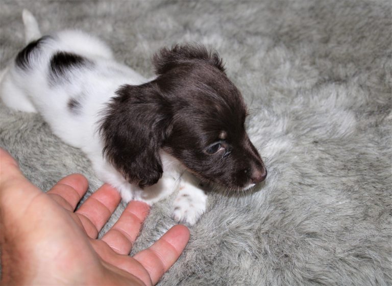 Adopted piebald8