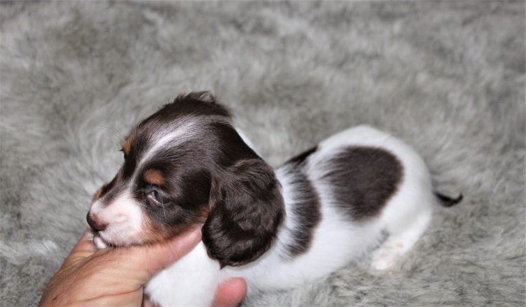Adopted piebald9