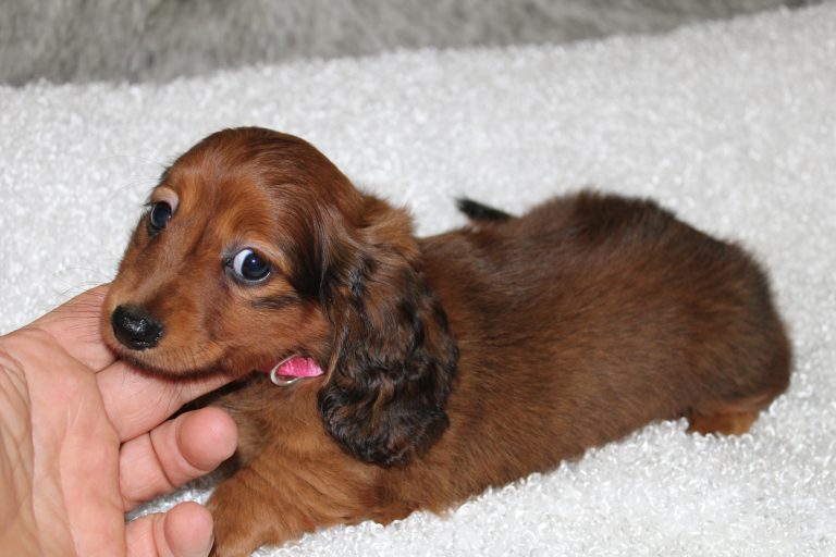 Adopted red 1