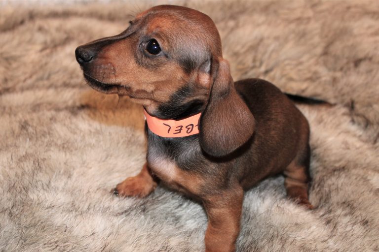 Adopted red 2