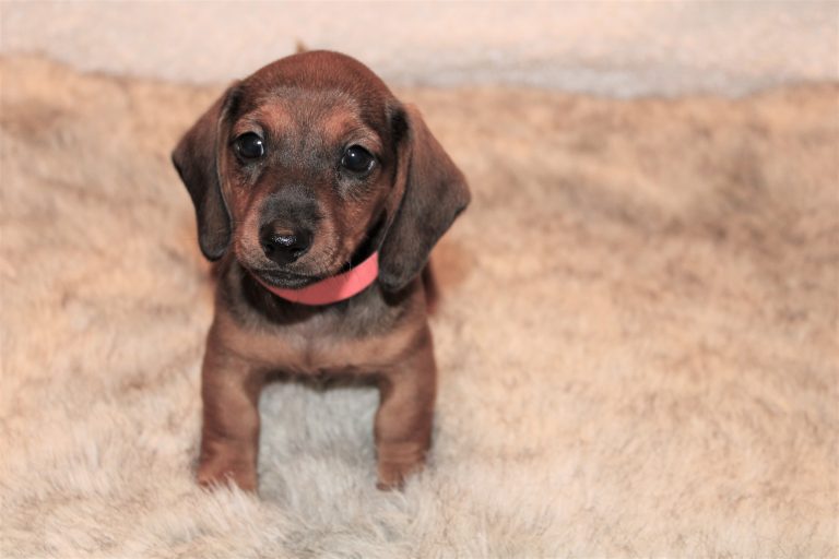 Adopted red 3