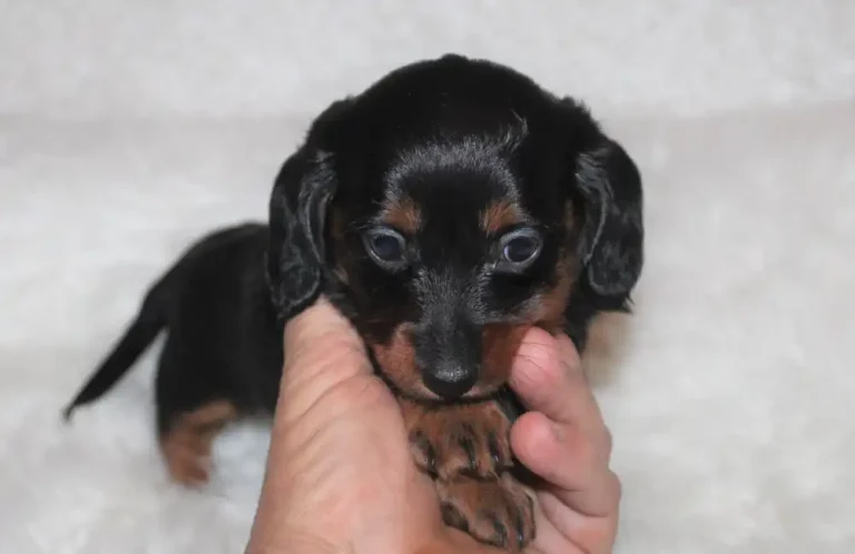Gracie - 1