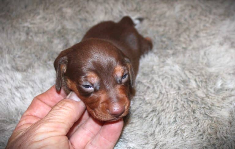 Rolo -1