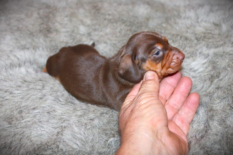 Rolo - 2